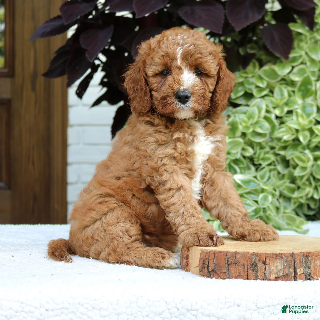 Cavapoo dogs for sale: Bentley  - Ad 1