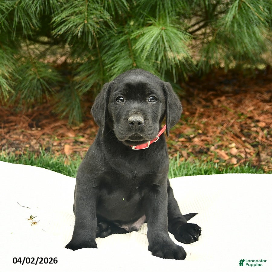 Labrador Retriever dogs Elrond  - Ad 2