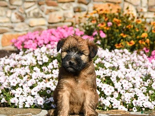 Soft Coated Wheaten Terrier dogs - Ad 3