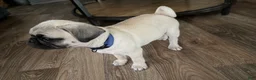 Pug dogs for sale: buzz RED collar - Ad 2