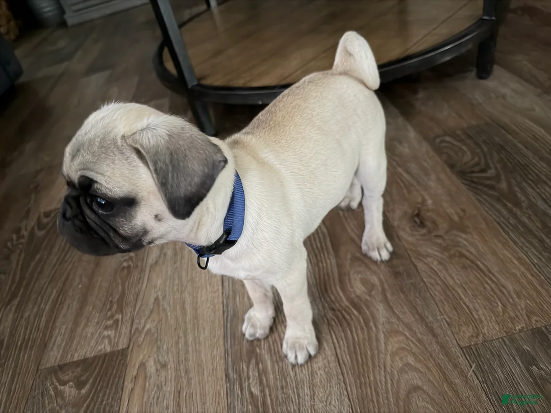 Pug dogs for sale: buzz RED collar - Ad 2