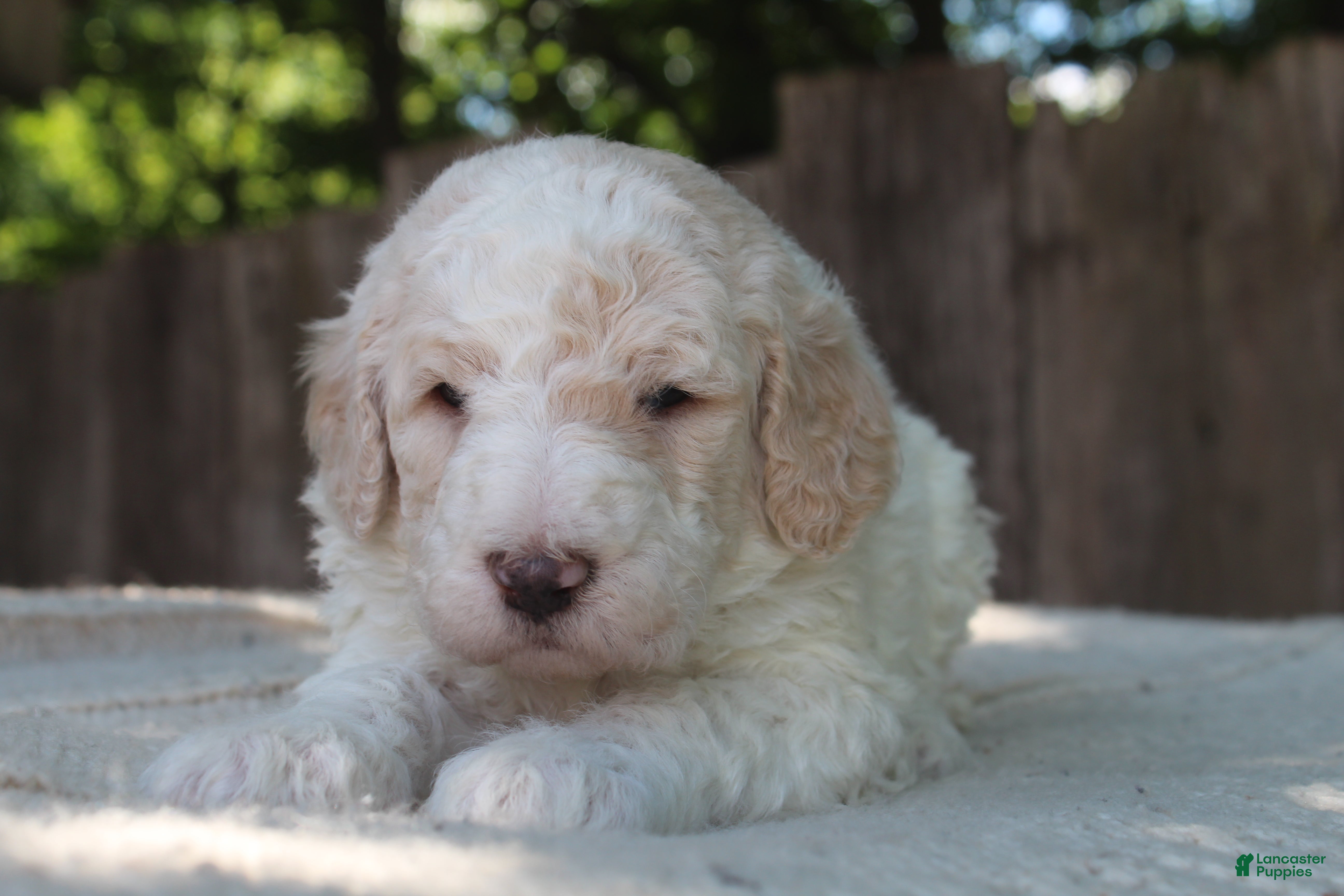 Standard Poodle dogs for sale: Canyon AKC Standard Poodle  - Ad 5