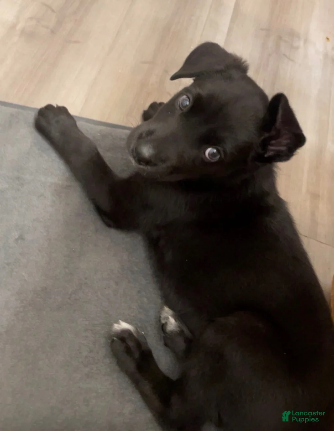 Mixed Breed dogs for sale: Ria - Ad 1