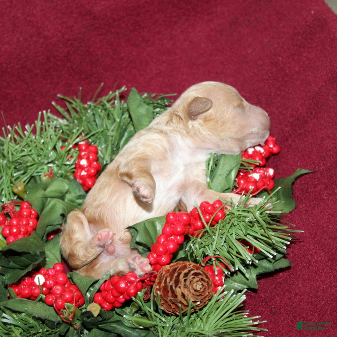 Miniature Poodle dogs for sale: Xavier - Ad 3