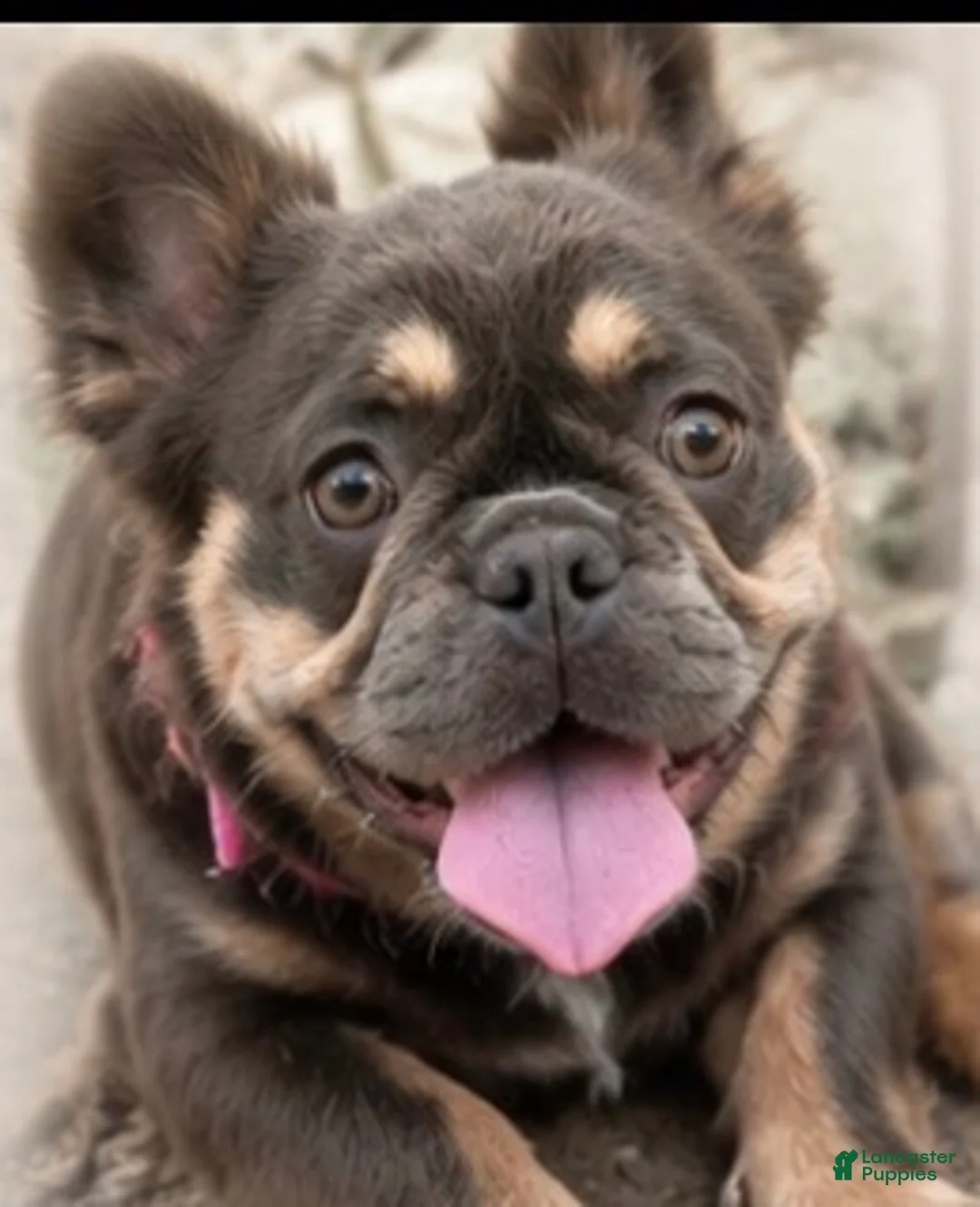 French Bulldog dogs for sale: Vanilla - Ad 6