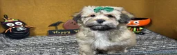 Havanese dogs for sale: Havanese 5 - Ad 3