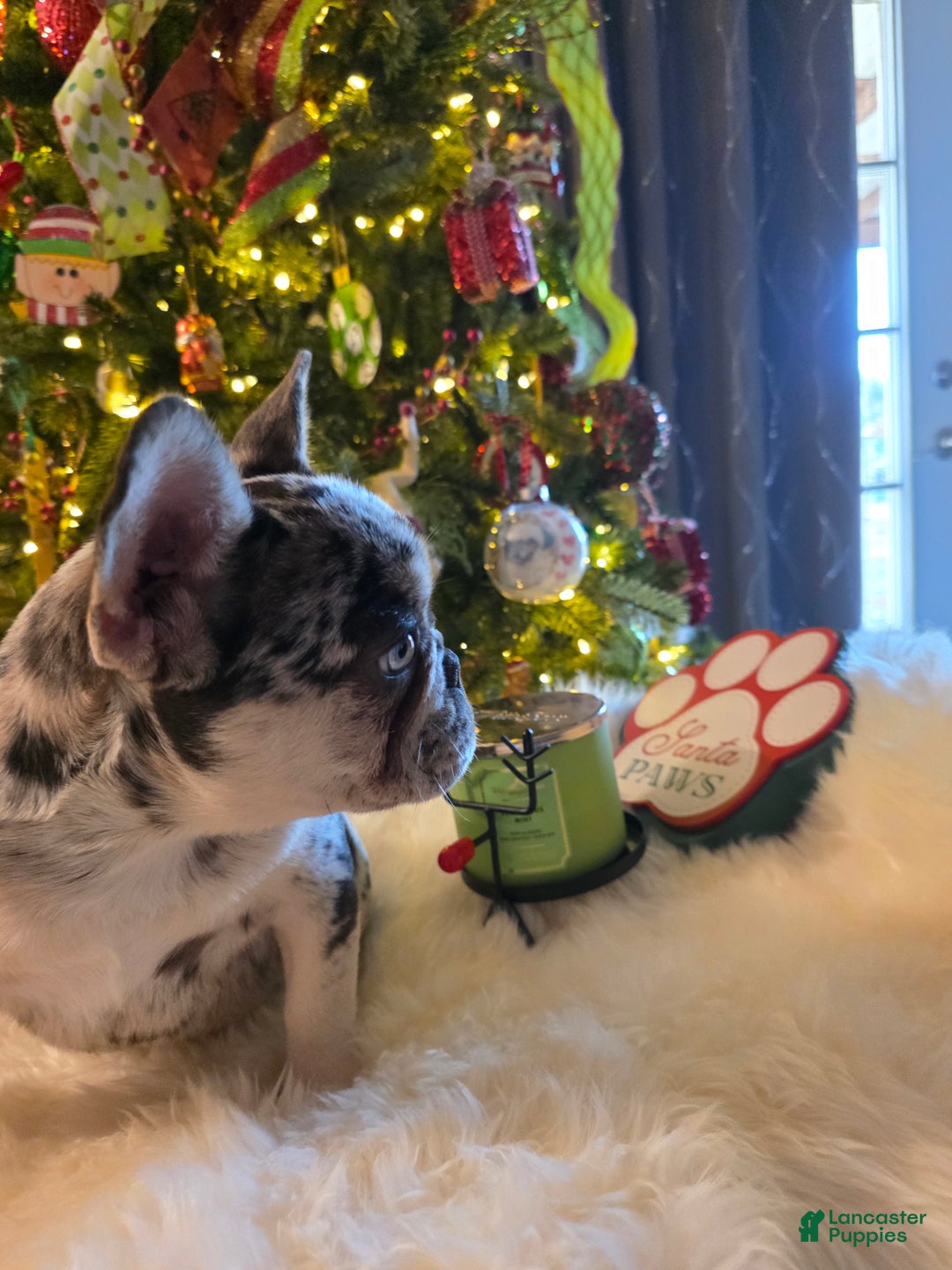 French Bulldog dogs for sale: French Bulldog Puppy 3 - Ad 6
