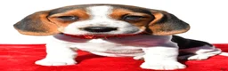 Beagle dogs for sale: Milly - Ad 7