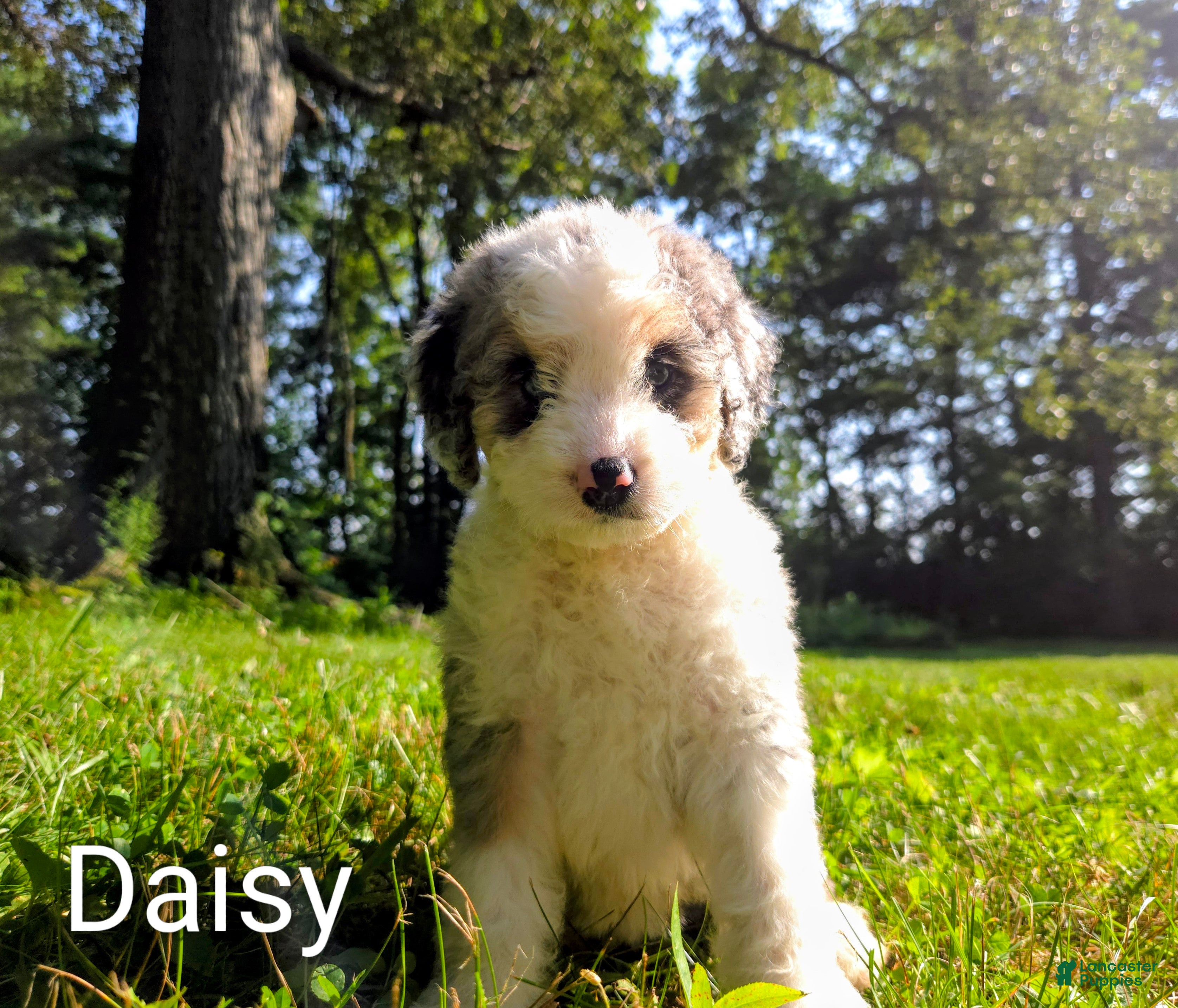 Mini Bernedoodle dogs Daisy - Ad 1