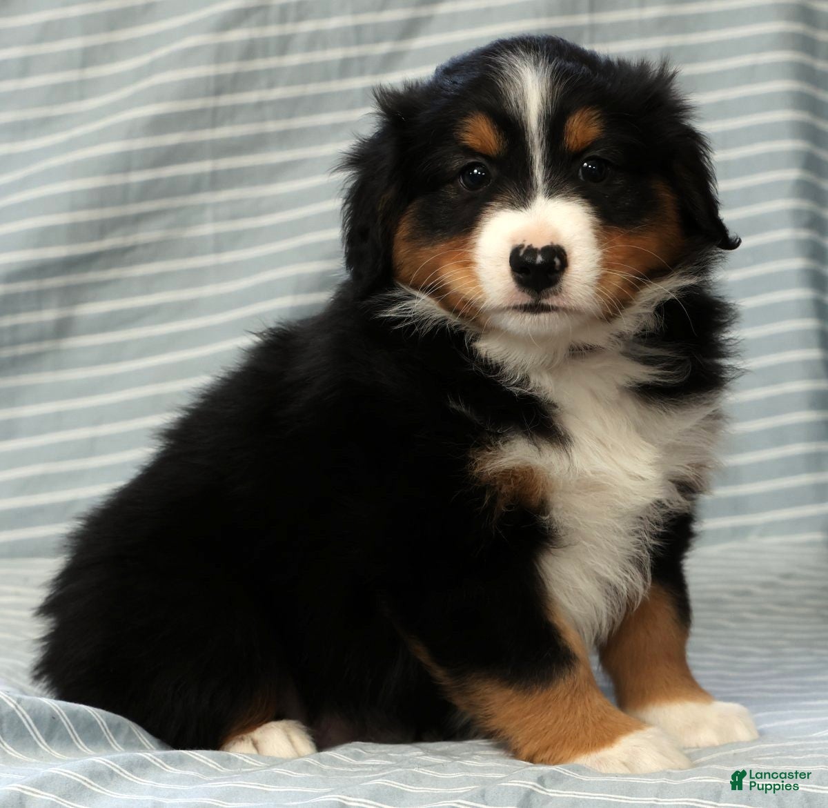 Australian Shepherd dogs Milo - Ad 1