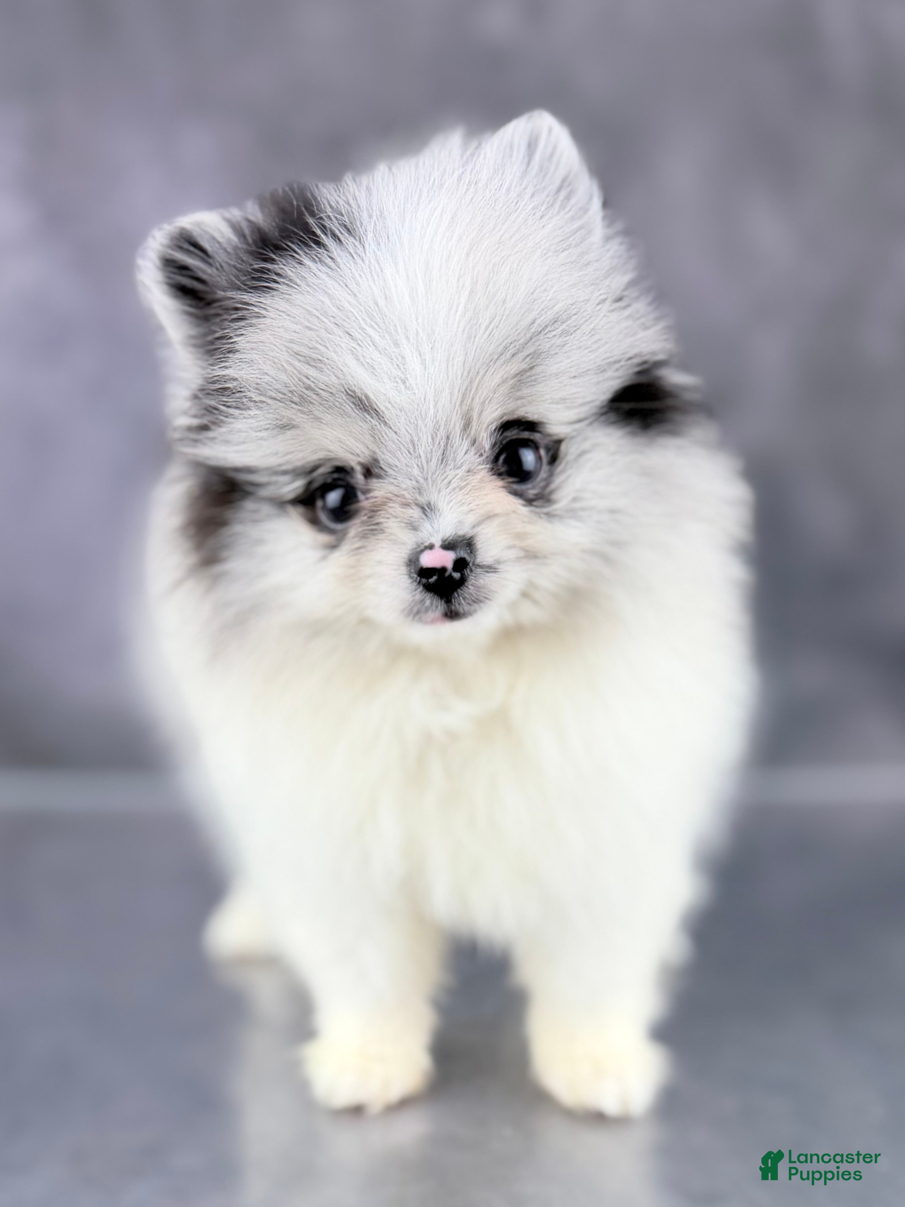 Pomeranian dogs Bitsy AKC  - Ad 2