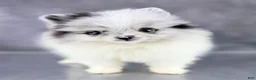 Pomeranian dogs for sale: Bitsy AKC  - Ad 5