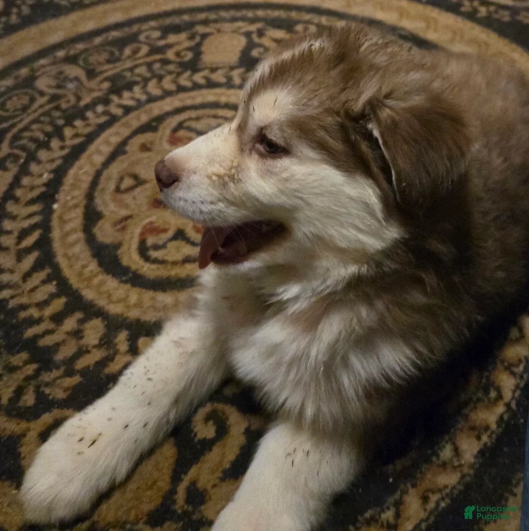 Siberian Husky dogs for sale: George - Ad 3