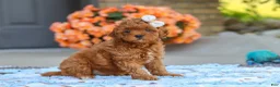 Cavapoo dogs for sale: Fiona - Ad 4