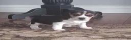 Beagle dogs for sale: Timmy - Ad 8