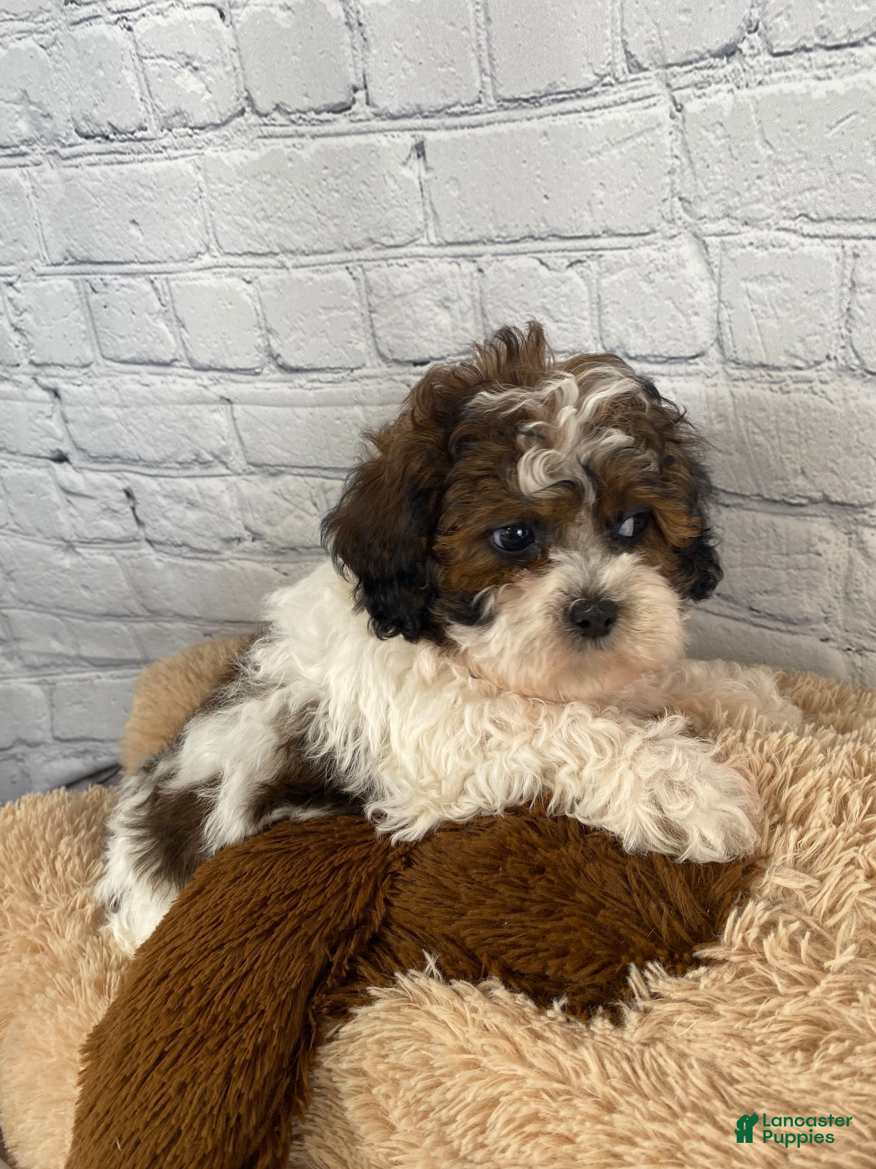 Shihpoo dogs Rocky - Ad 2
