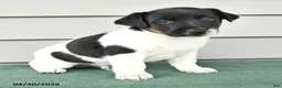 Jack Russell Terrier dogs for sale: Fallon - Ad 4