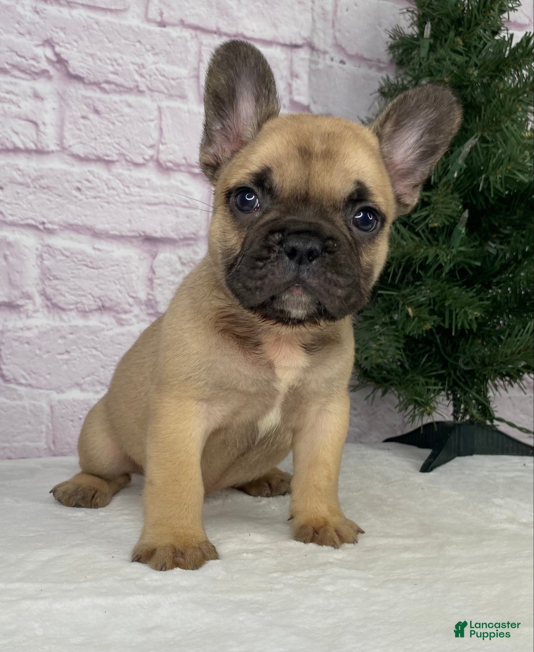 French Bulldog dogs for sale: Kyle - Ad 3