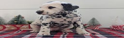 Dalmatian dogs for sale: Jasper - Ad 7