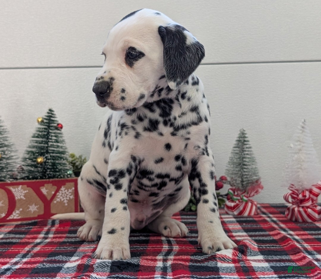 Dalmatian dogs for sale: Jasper - Ad 7