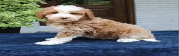 Bernedoodle dogs for sale: Zion  - Ad 3