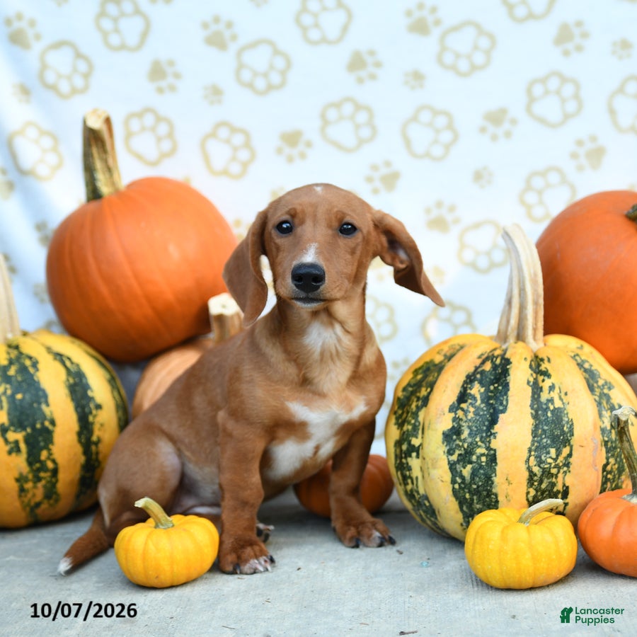 Mixed Breed dogs Almond - Ad 2