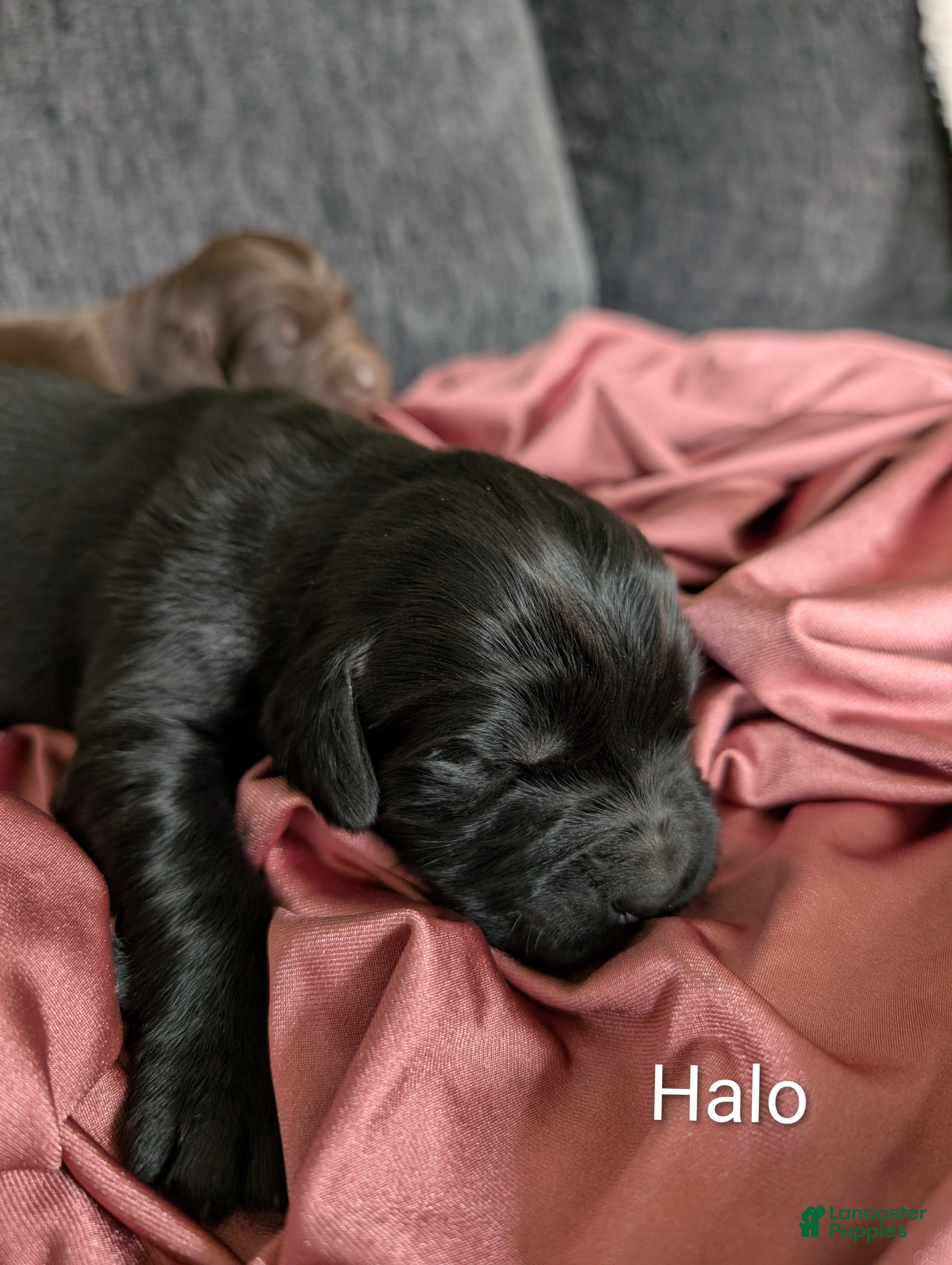 Newfoundland dogs Halo - Ad 21