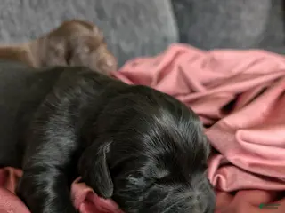 Newfoundland dogs Halo - Ad 1