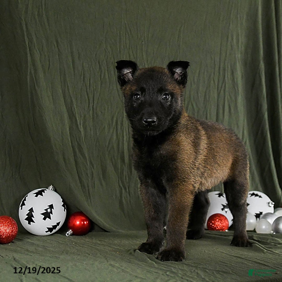 Belgian Malinois dogs for sale: Onyx - Ad 2
