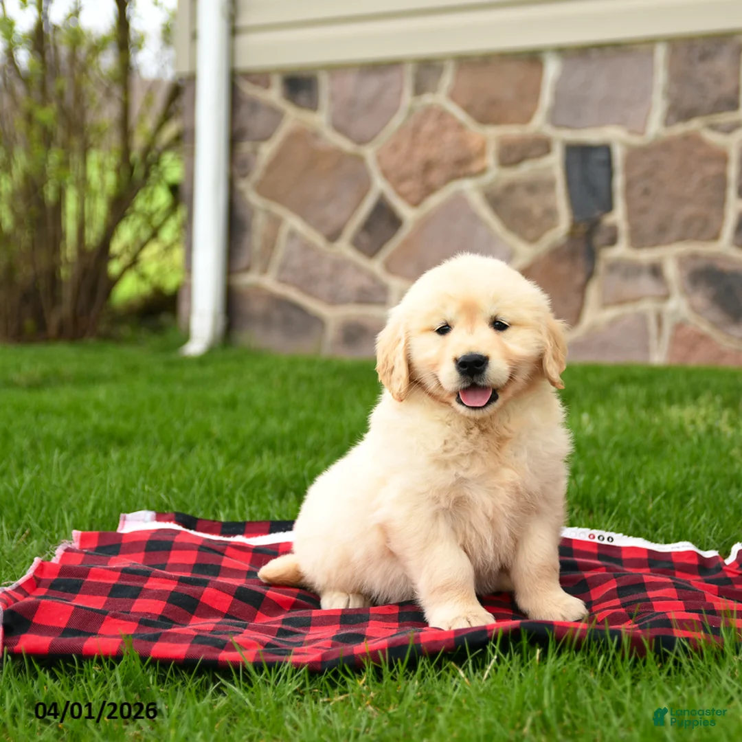 Golden Retriever dogs for sale: Rosie - Ad 2