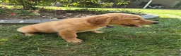 Golden Retriever dogs for sale: Golden Retriever 1 Layla - Ad 4