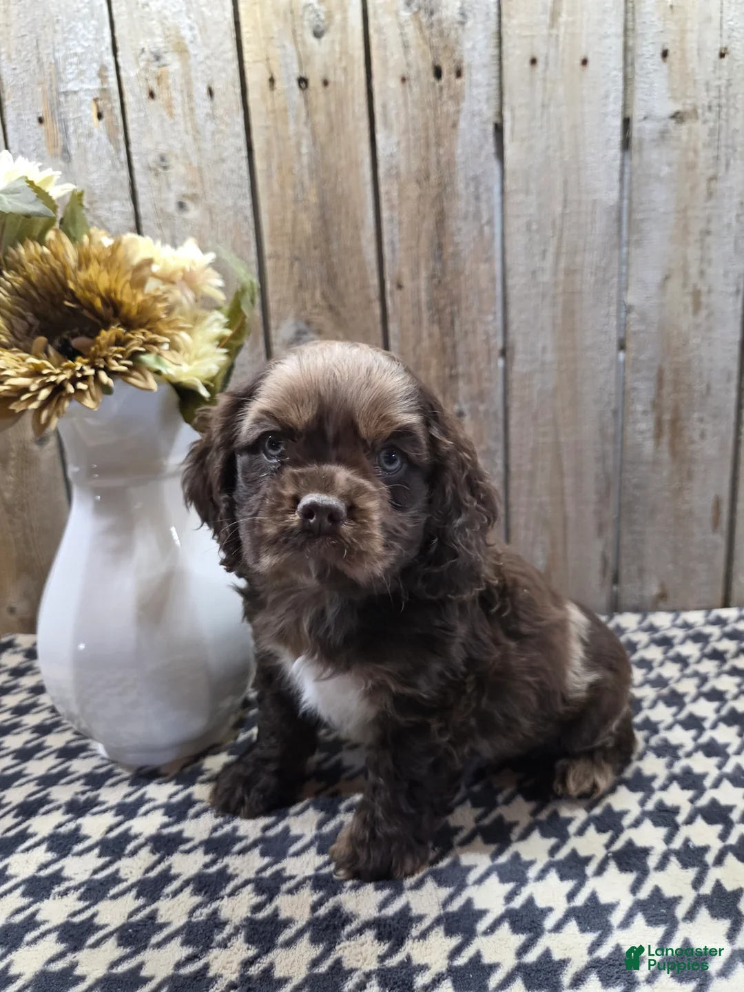 Cocker Spaniel dogs for sale: Master - Ad 2