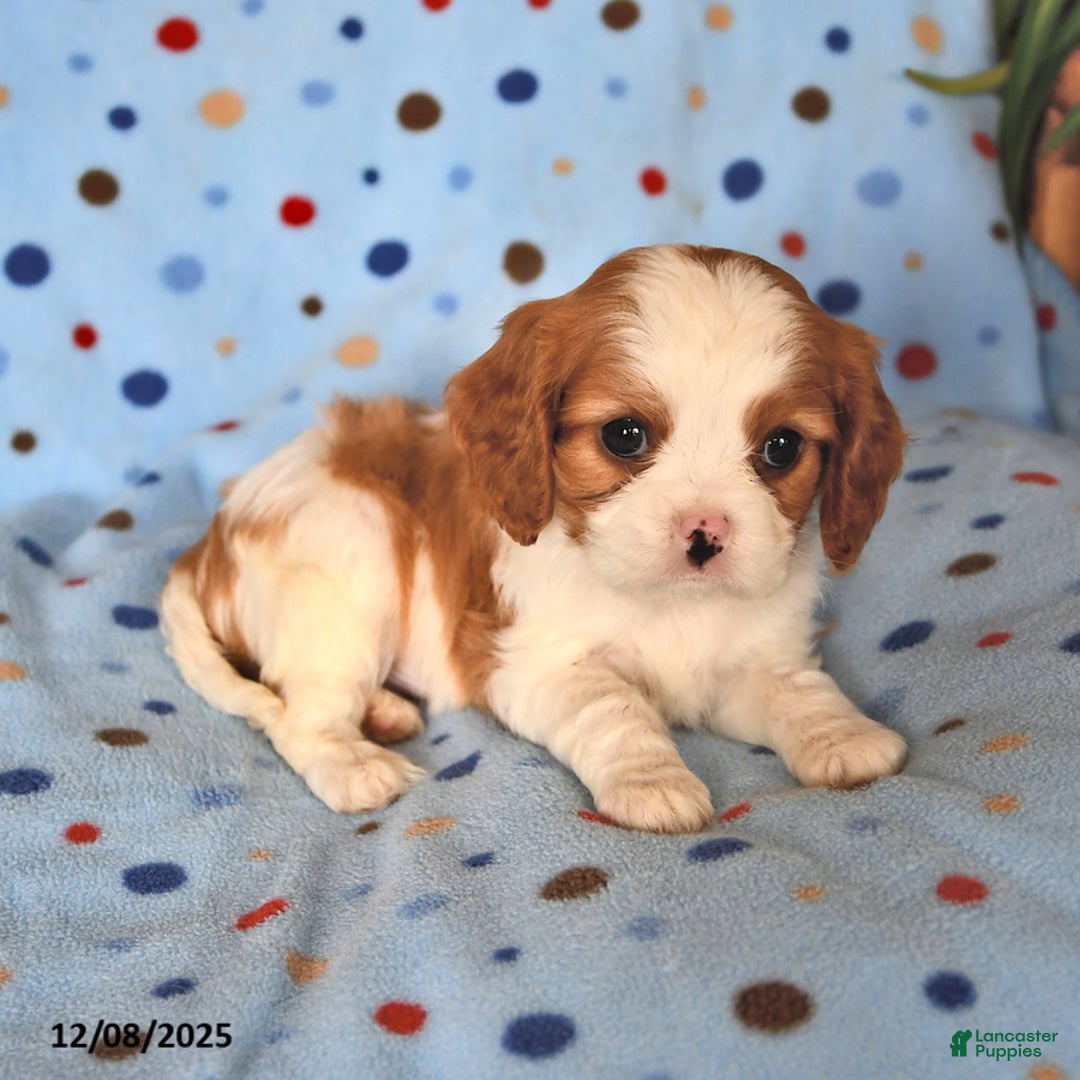 Cavalier King Charles Spaniel dogs for sale: Rusty - Ad 2