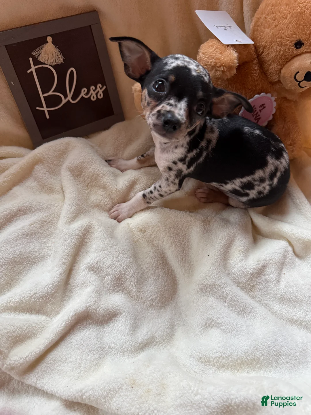 Chihuahua dogs for sale: Bandit - Ad 3