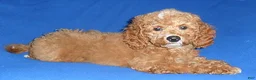 Cockapoo dogs for sale: Cooper - Ad 5