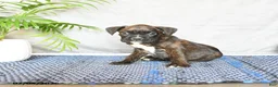 Boxer dogs for sale: Rhea - Ad 2