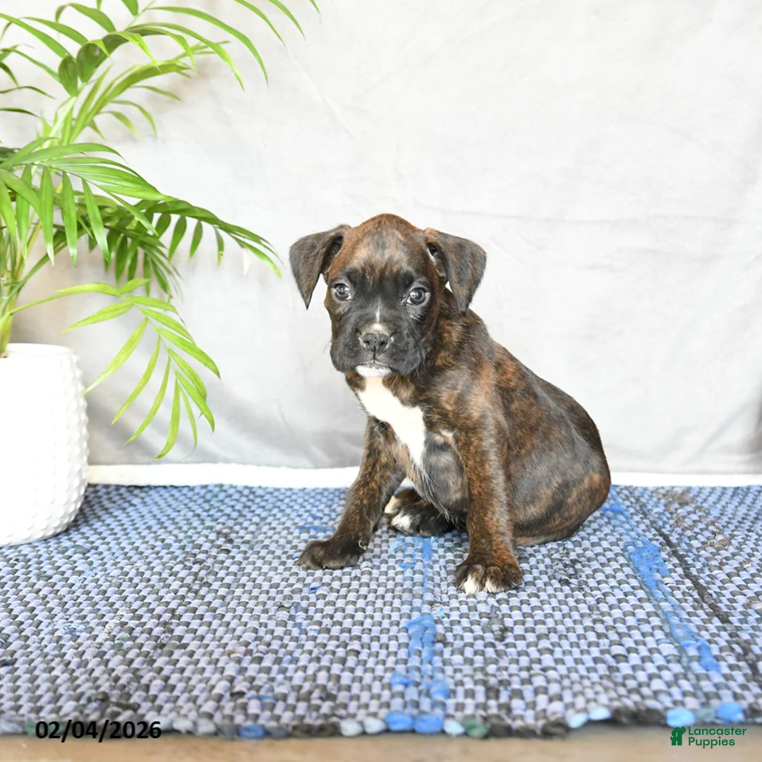 Boxer dogs for sale: Rhea - Ad 2