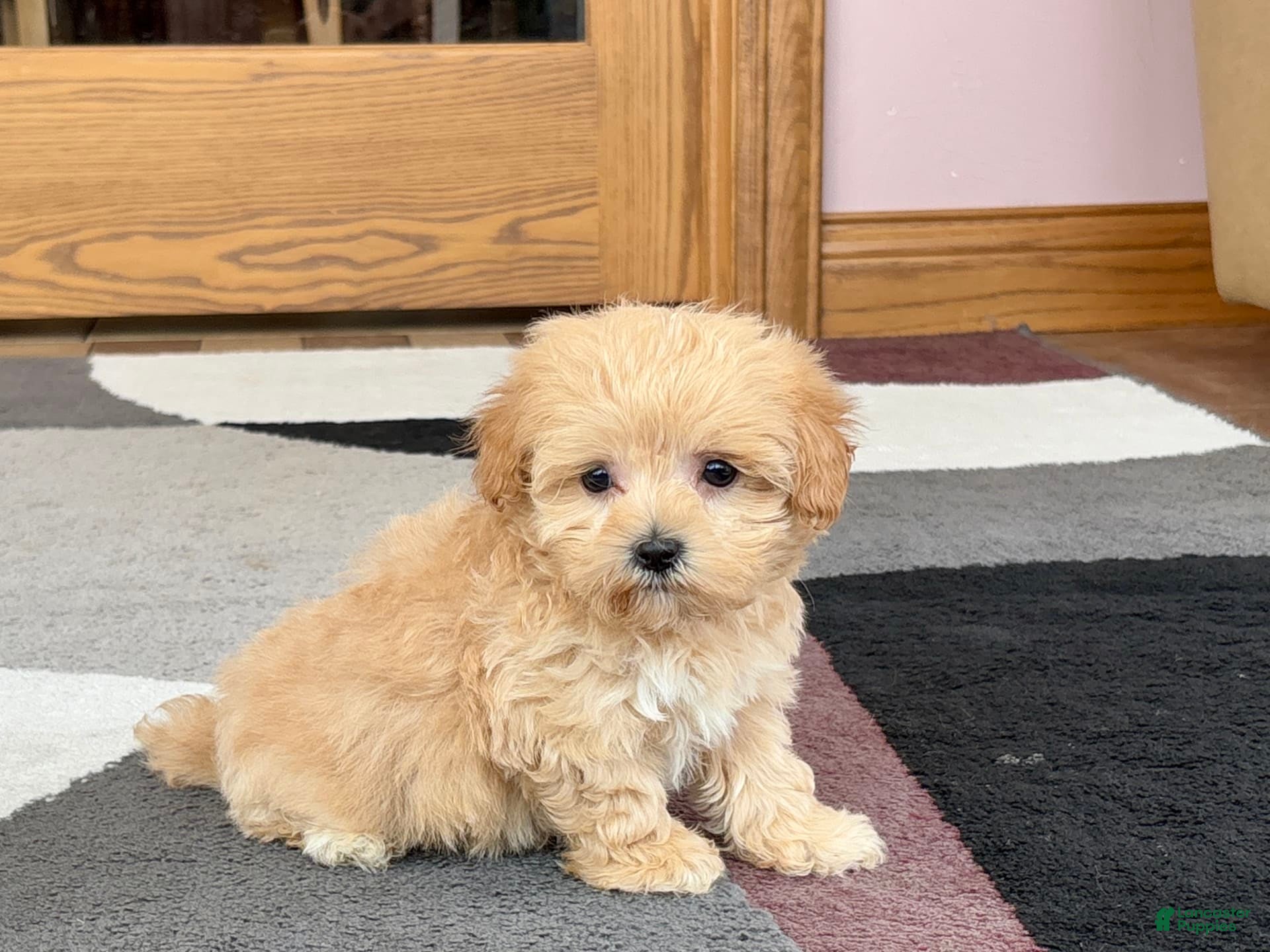 Maltipoo dogs Tiny - Ad 23