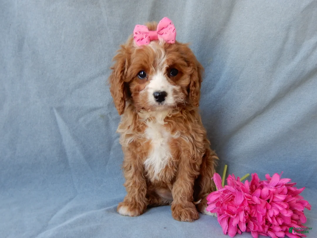 Cavapoo dogs for sale: Daisy - Ad 6