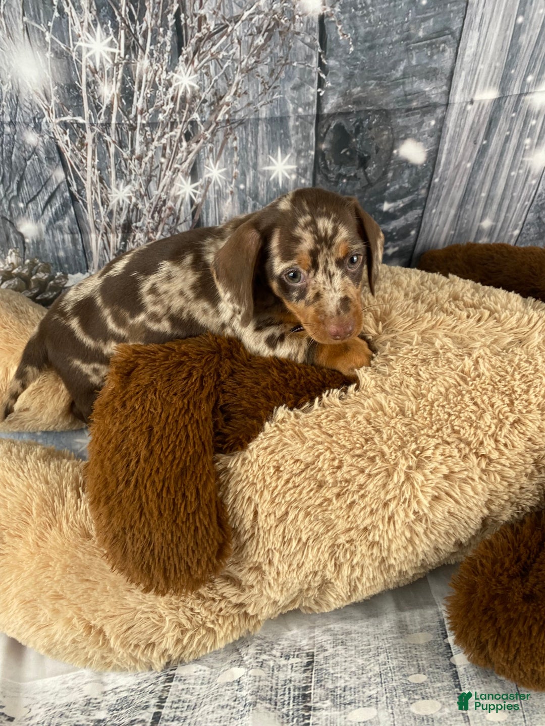 Miniature Dachshund dogs for sale: Luna - Ad 5