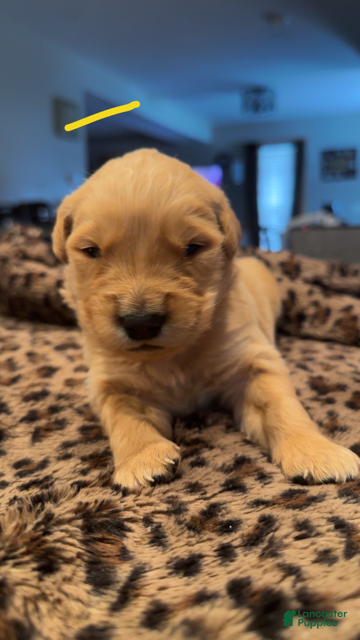 Golden Retriever dogs Yellow - Ad 6