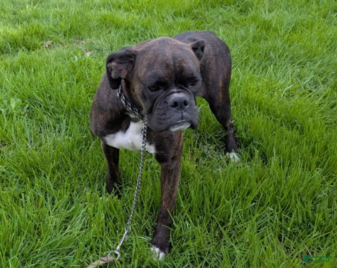 Boxer dogs for sale: Travis -  Champ line - Ad 4