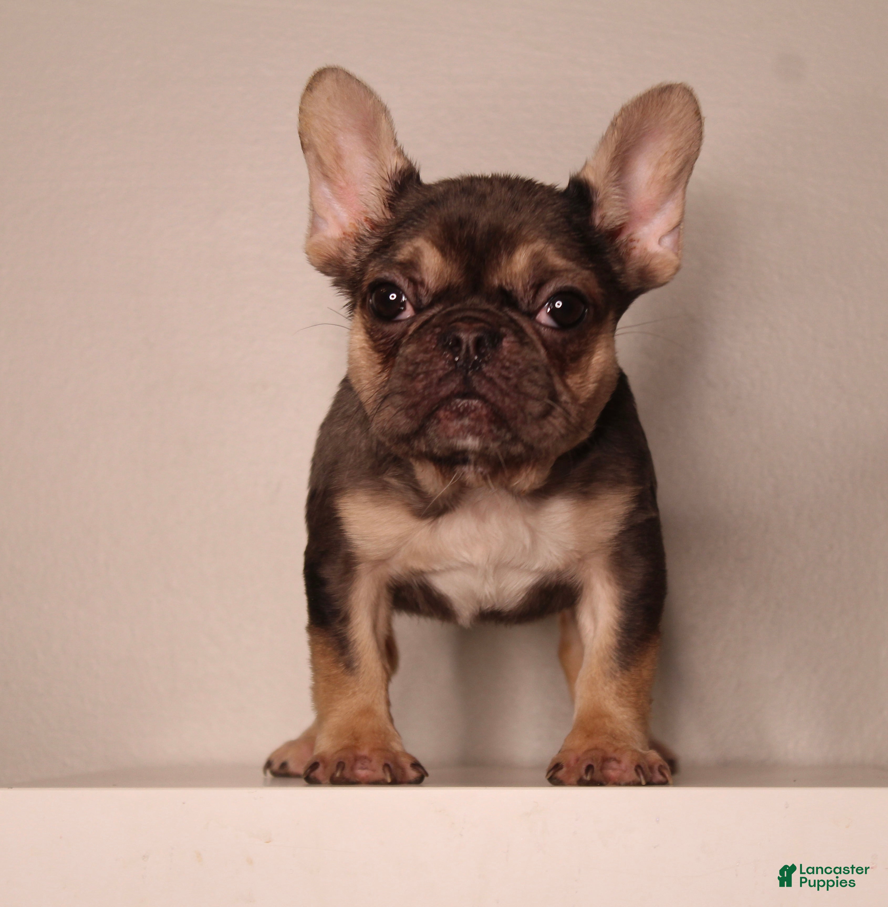 French Bulldog dogs Barbie  - Ad 36