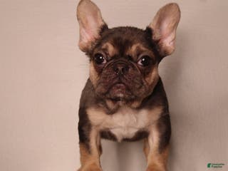 French Bulldog dogs Barbie - Ad 36