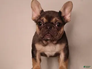 French Bulldog dogs Barbie - Ad 1