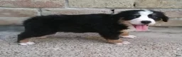 Mixed Breed dogs for sale: Tinkerbell - Ad 2