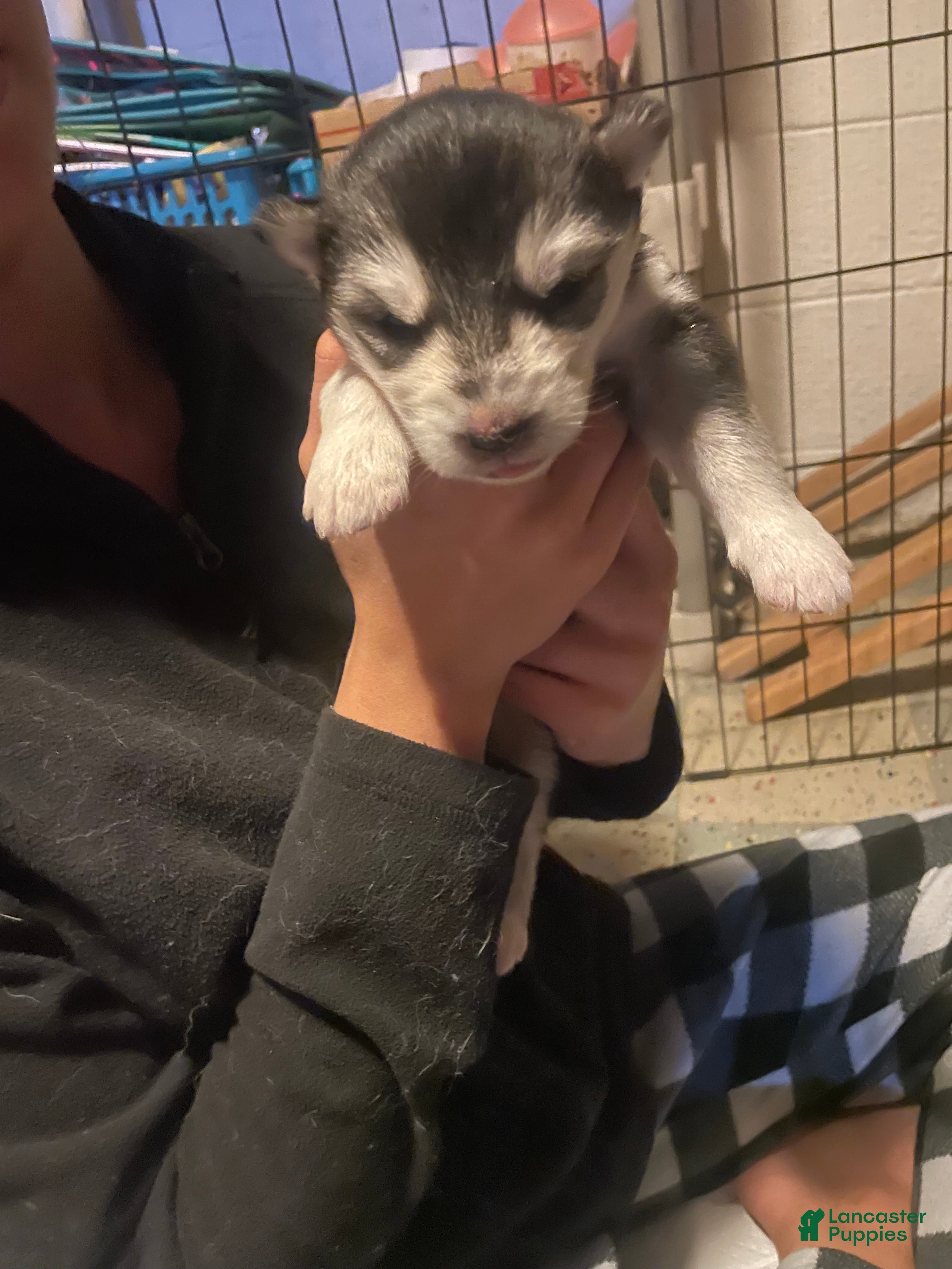 Gerberian Shepsky dogs Gerberian Shepsky Puppy 3 - Ad 14