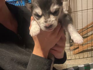 Gerberian Shepsky dogs Gerberian Shepsky Puppy 3 - Ad 14