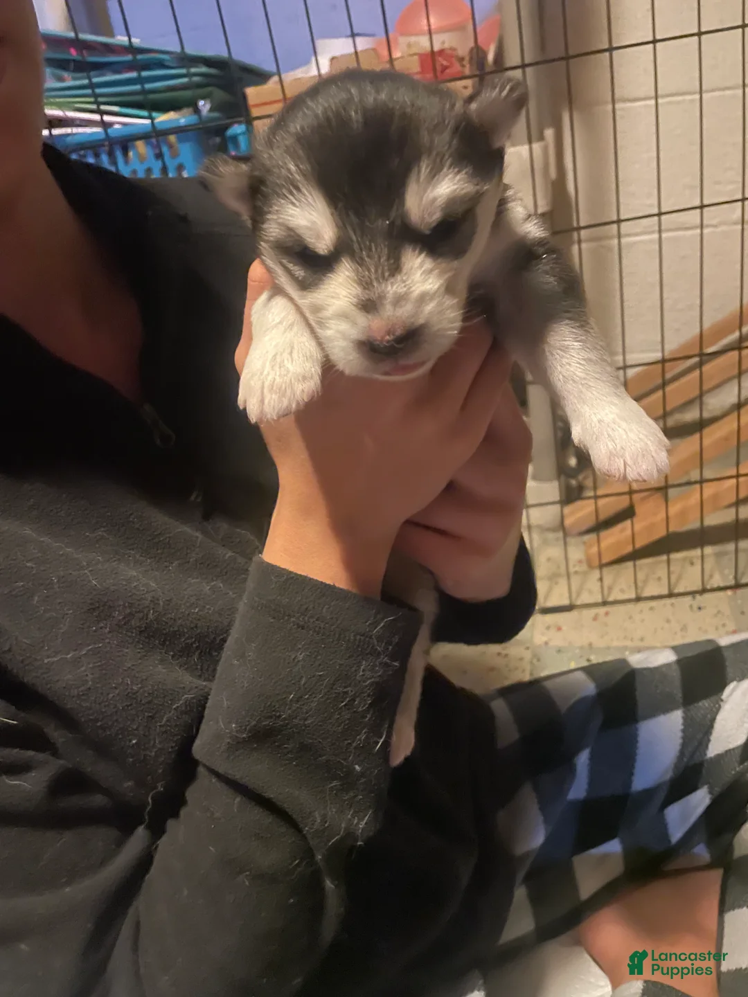 Gerberian Shepsky dogs for sale: Gerberian Shepsky Puppy 2 - Ad 4