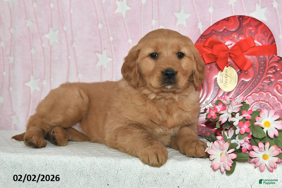 Golden Retriever dogs for sale: Skye - Ad 5